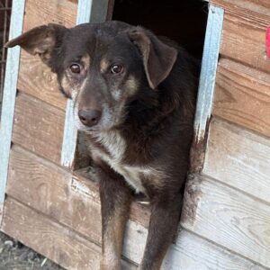 KORU (♂) seit mind. 2018 im Shelter