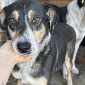 JOANA (♀) - seit 2021 im Shelter!