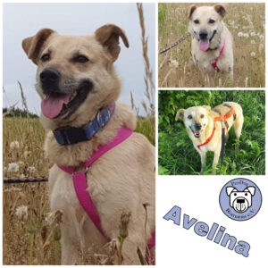 Avelina in 18311 Ribnitz Damgarten *vermittelt*