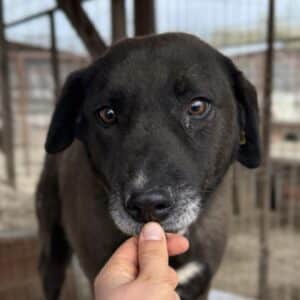 ONYX (♂) - seit 2021 im Shelter