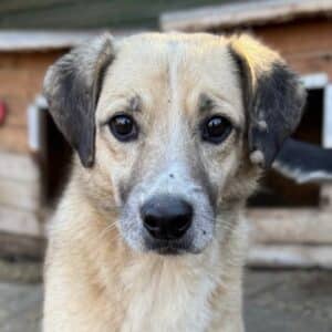 PONTO (♂) - seit 2020 im Shelter