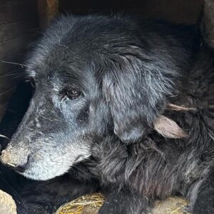 CALIMERA (CECILIE) (♀)