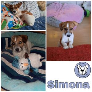 Simona in 75417 Mühlacker *Vermittelt*