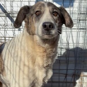 AIDEN (♂) - seit mind. 2017 im Shelter!