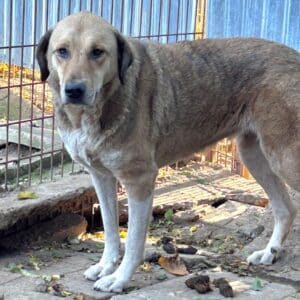 ANETT (♀) - seit 2021 im Shelter (seit Welpe an)