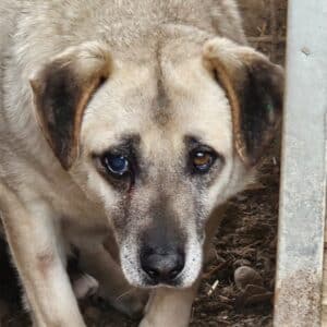 ARUNO (♂) rechtes Auge trüb - seit mindestens 2019 im Shelter