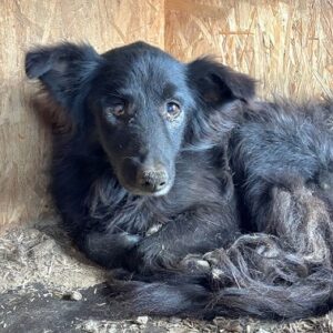 CAMILLA (♀) NOTFALL - defektes, entzündetes Auge - zu dünn - seit mind. 2017 im Shelter