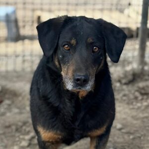 DOTTI (♀) - seit 2021 im Shelter