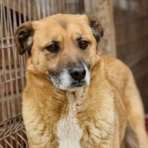 DUNDEE (♂) - seit 2019 im Shelter