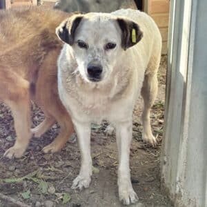 FIORA (♀) - seit 2021 im Shelter