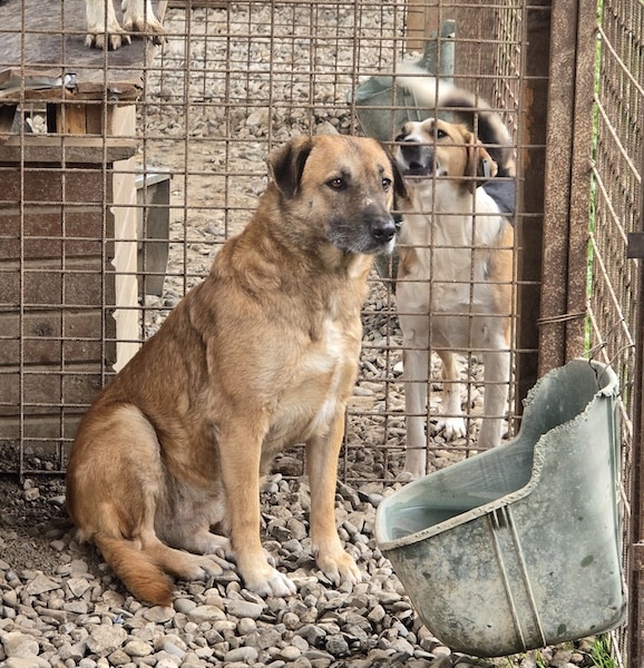 HENATA (♀) – Bild 2