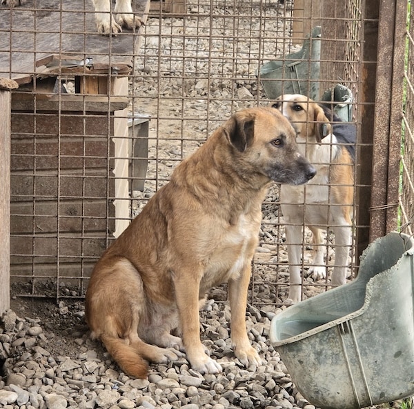 HENATA (♀) – Bild 3