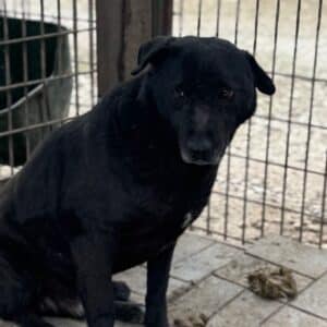 KAMPINO (♂) - seit 2021 im Shelter!