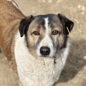 MAXXIEN (♀) - seit 2019 im Shelter