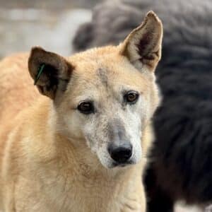 SAVANNAH (♀) - seit 2018 im Shelter - Vorderbein humpelt