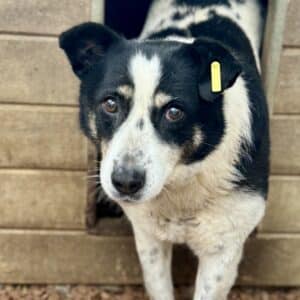 GABRIELLE (♀) - seit mindestens 2019 im Shelter - reserviert Betty 05.04.