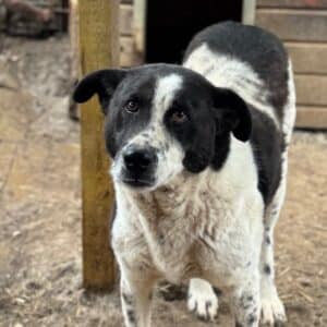 MERLOT (♂) - seit mindestens 2019 im Shelter