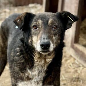 TALILA (♀) - seit Anfang 2021 im Shelter