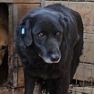 INSA (♀) - seit mind. 2019 im Shelter