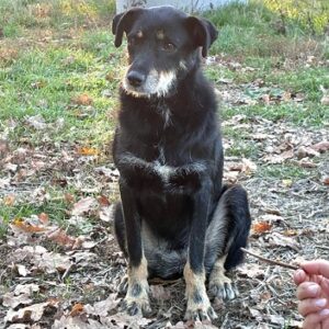 LE PETIT (♀) - lebt seit Jahren gefährdet im Yard