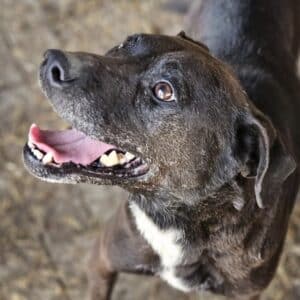 LUIS (♂) - NOTFALL - Hinterhandprobleme! - Vermittlung nur nach AT - seit mind. 2018 im Shelter!