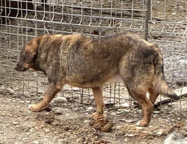 AMONA (♀) – Bild 4