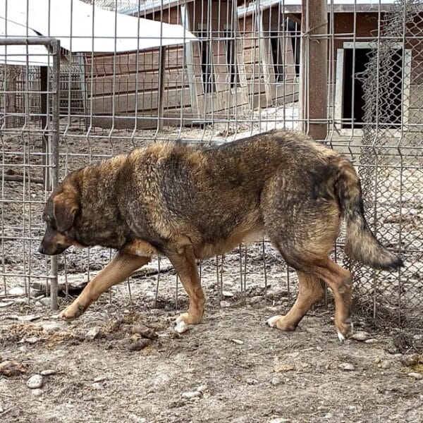 AMONA (♀) – Bild 5