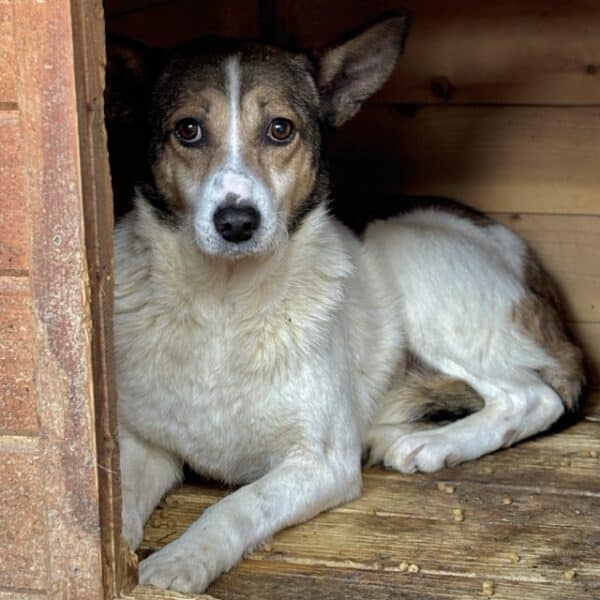SUSAN (♀) – Bild 6