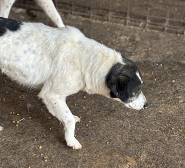 TULSIE (♀) – Bild 5