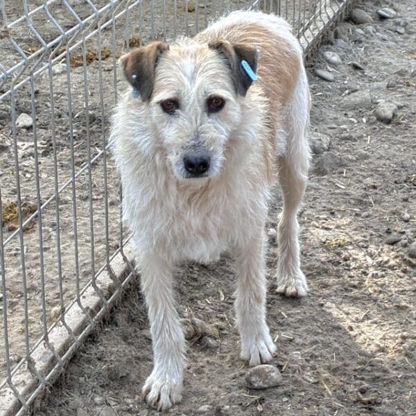 FREDO (♂) – Bild 4