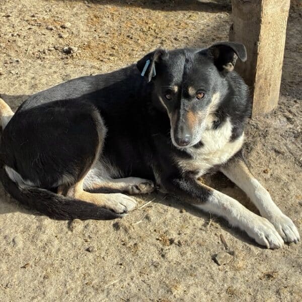 CALUA (♀) – Bild 8