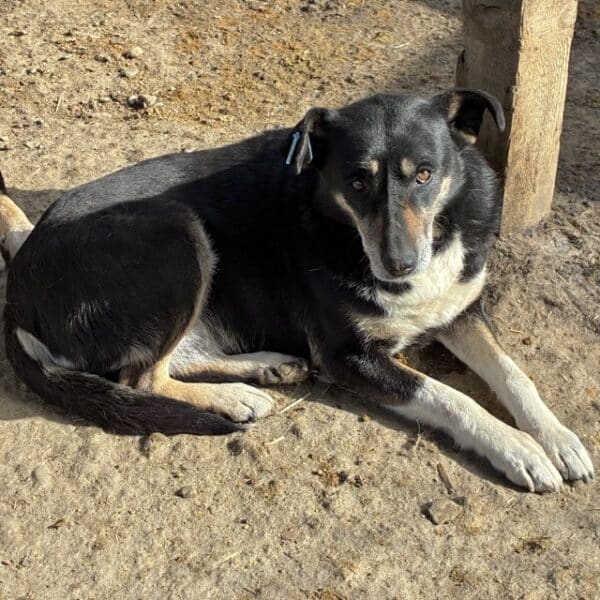 CALUA (♀) – Bild 7