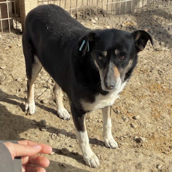 CALUA (♀) – Bild 3