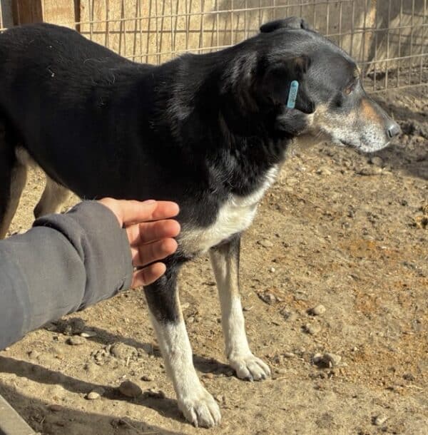 CALUA (♀) – Bild 4