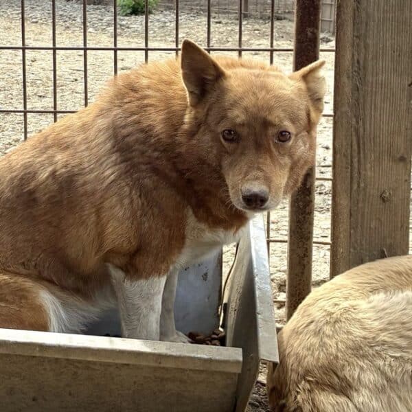 URSA (♀) – Bild 4
