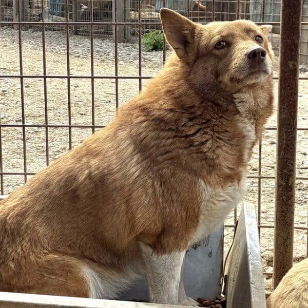 URSA (♀)