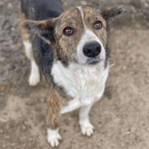 SILAS (♂) - seit 2020 im Shelter!