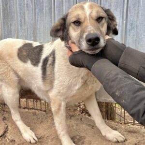 MAHALI (♀) - seit 2021 im Shelter (seit Welpe an)