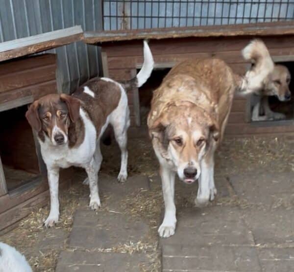 MADDY (♀) – Bild 2