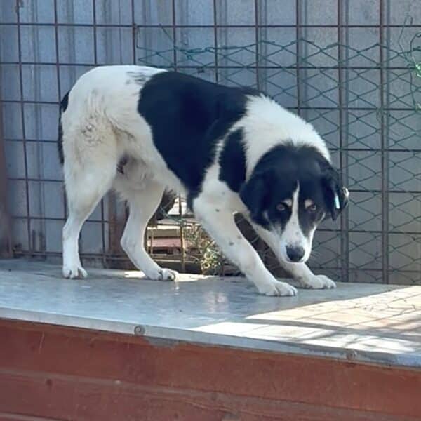 OREO (♂) – Bild 7