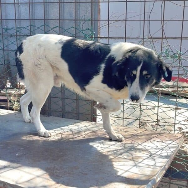OREO (♂) – Bild 3
