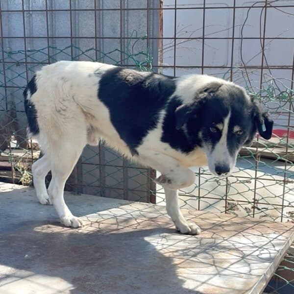 OREO (♂) – Bild 2