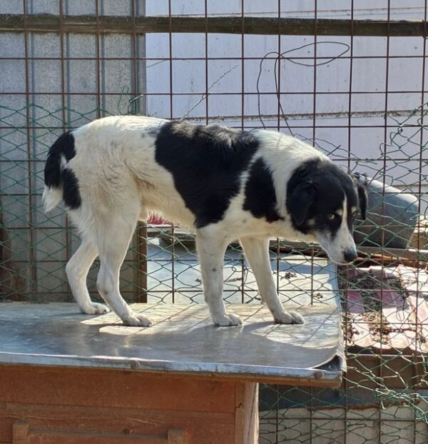 OREO (♂) – Bild 4