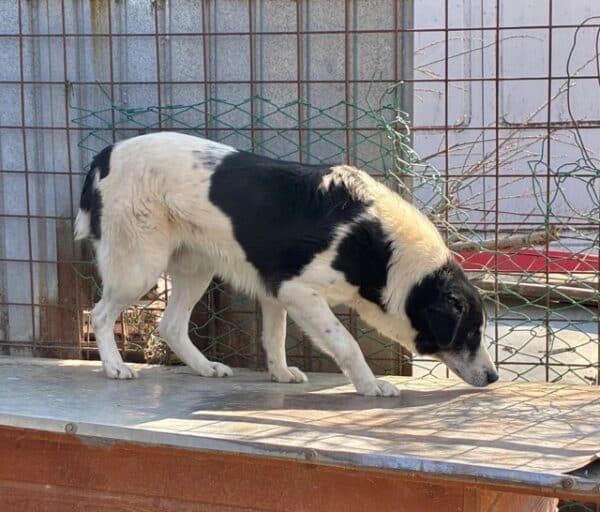 OREO (♂) – Bild 6