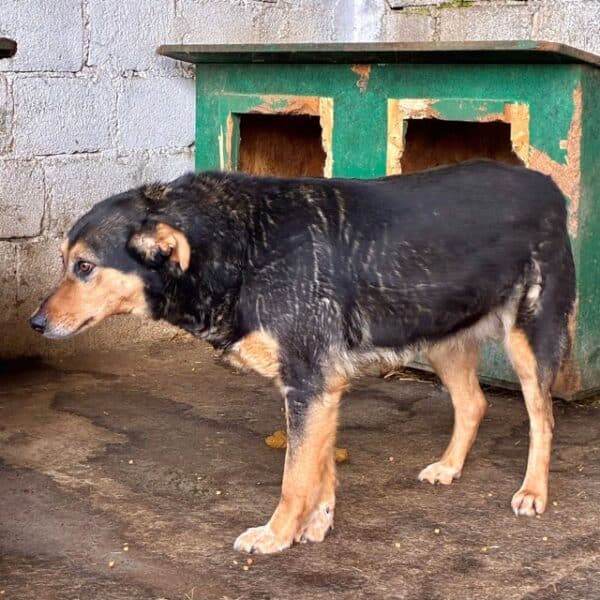 TANQUI (♀) - seit 2019 im Shelter – Bild 6