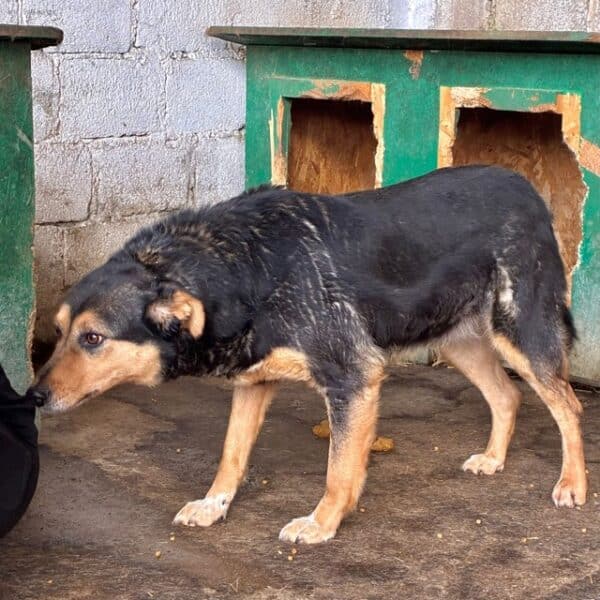 TANQUI (♀) - seit 2019 im Shelter – Bild 7