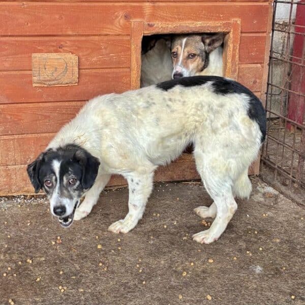 TULSIE (♀) – Bild 2