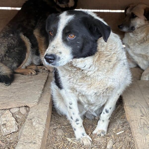 SANDY (♀) – Bild 2