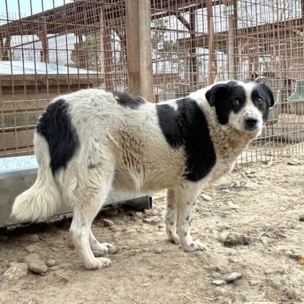 SANDY (♀) – Bild 3