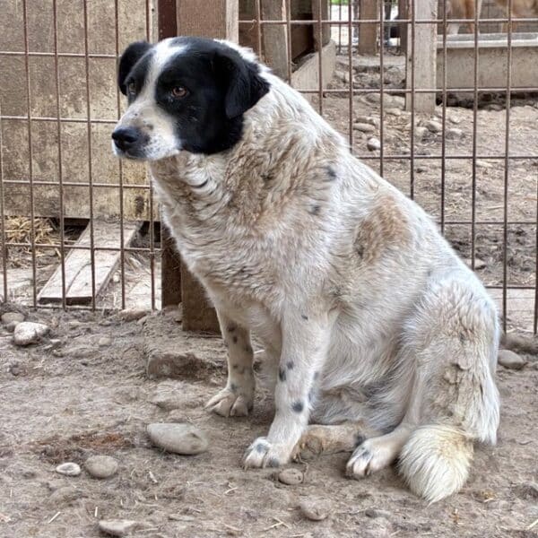 SANDY (♀) – Bild 4